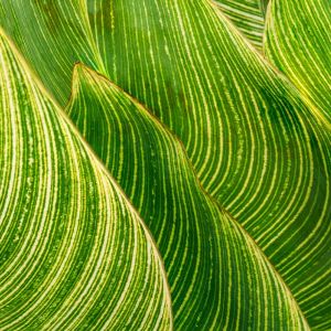 Canna ‘Striata’ – Canna malawiensis ‘Variegata’ – Indian Shot – get a quote