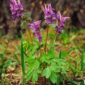 Corydalis cava – Corydalis bulbosa of gardens – Fumewort – Pseudofumaria – get a quote