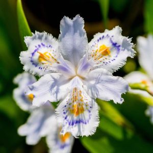 Iris japonica – Crested Iris – Iris ‘Ledger’s Variety’ get a quote