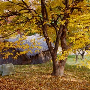 Zelkova serrata ‘ Zelkova keaki – Japanese Zelkova ‘ get a quote