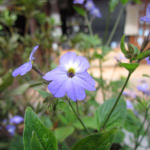 Browallia americana – Browallia elata – Amethyst Violet – Bush Violet – get a quote