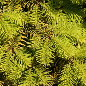 Abies nordmanniana ‘Golden Spreader’ – Caucasian Fir – Nordmann Fir – get a quote