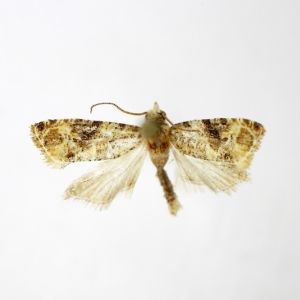 European Grapevine Moth – Lobesia botrana get a quote