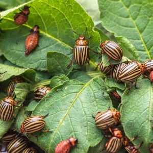 Beetles get a quote