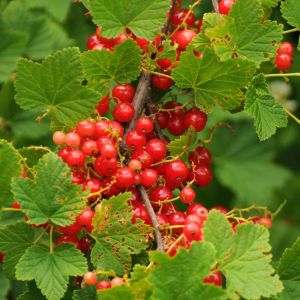 Ribes alpinum – Alpine Currant – Mountain Currant – Flowering Currant – Currant – get a quote