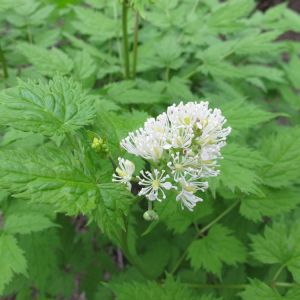 Actaea spicata – Actaea nigra – Herb Christopher – Baneberry get a quote