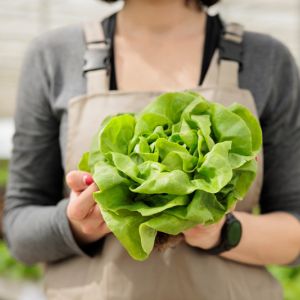 Growing Lettuce get a quote