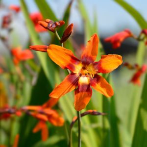 Crocosmia ‘Emily McKenzie’ – Antholyza – Curtonus – Montbretia – get a quote