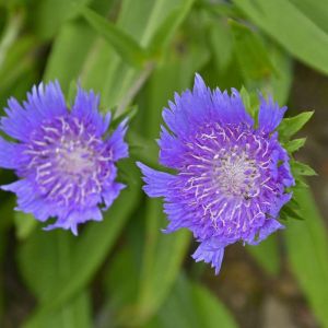 Stokesia laevis ‘Blue Star’ – Stokesia cyanea – Stokes Aster – get a quote