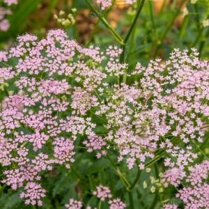 Pimpinella major ‘Rosea’ – Greater burnet get a quote