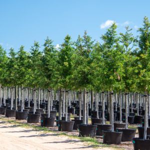 Fall is for planting (deciduous shrubs and trees) get a quote