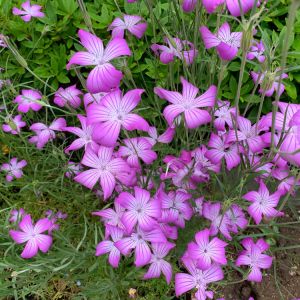 Agrostemma githago ‘Milas’ – Agrostemma githago ‘Rose Queen’ – Corn Cockle – get a quote