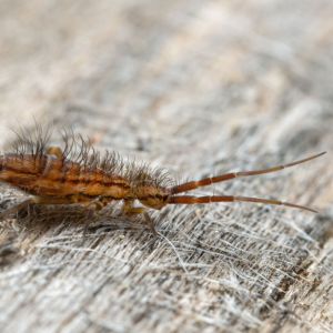 Springtails get a quote