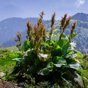 Rumex alpinus – Mountain Rhubarb – Monk’s Rhubarb – Dock – Sorrel – get a quote
