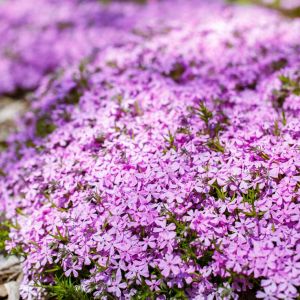 Linanthus dianthiflorus – Ground Pink – get a quote