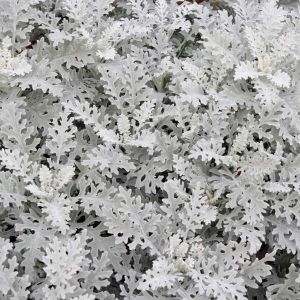 Centaurea cineraria ‘Silver Dust’ – Centaurea maritima ‘Silver Dust’ – Dusty Miller – Centaurea candidissima of gardens – Centaurea gymnocarpa ‘Silver Dust’ – Hardheads – Knapweed – Cornflower – get a quote