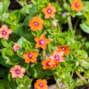 Anagallis arvensis – Scarlet pimpernel – Common pimpernel – Pimpernel get a quote
