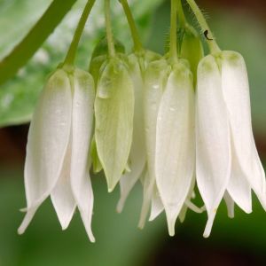 Disporum smithii – Prosartes – Fairy Bells – get a quote