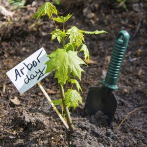 Plant a Tree for Arbor Day get a quote
