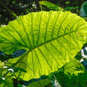 Alocasia plumbea – Alocasia indica var. metallice of gardens – Elephant’s Ear get a quote