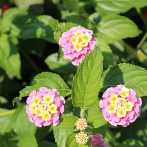 Lantana tiliifolia – Shrub Verbena – get a quote