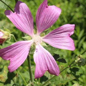 Lavatera cachemiriana – Lavatera cachemirica – Mallow – Tree Mallow – get a quote