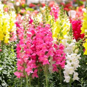 Antirrhinum majus Sonnet Series – Snapdragon get a quote