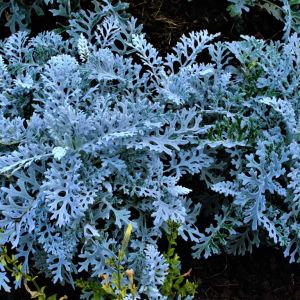 Centaurea cineraria – Centaurea maritima – Dusty Miller – Centaurea candidissima of gardens – Centaurea gymnocarpa – Hardheads – Knapweed – Cornflower – get a quote