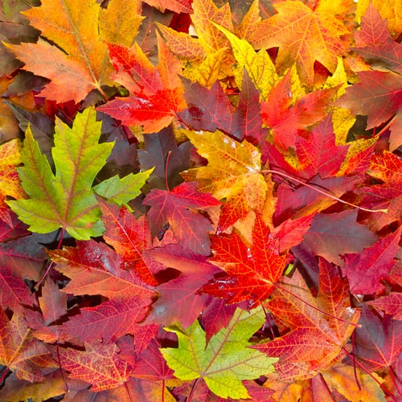 Colorful Autumn Foliage