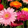 Gerber daisy - Image 3