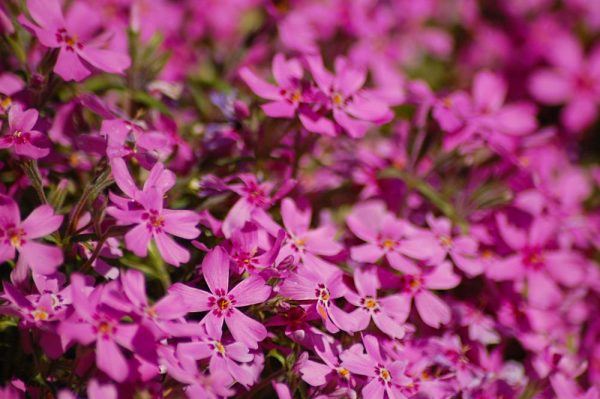 Phlox subulata 'Scarlet Flame' - Moss Phlox