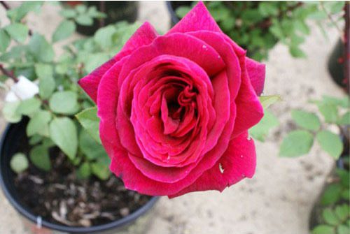 Rosa Mister Lincoln Rose New York Plants Hq