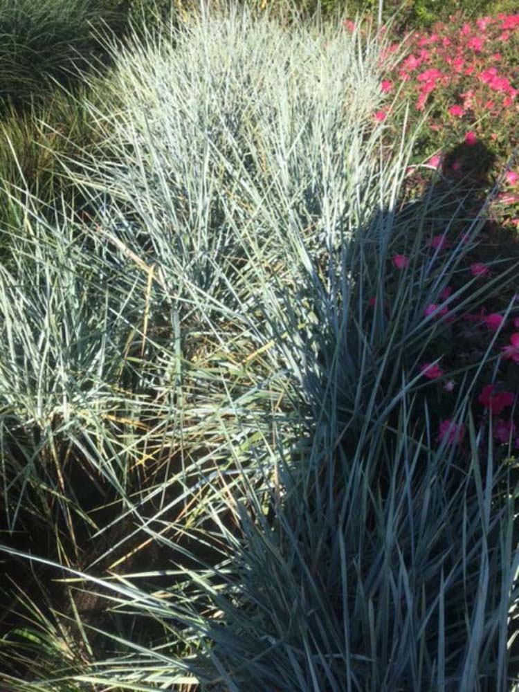 Leymus Arenarius Elymus Arenarius Lyme Grass European Dune Grass