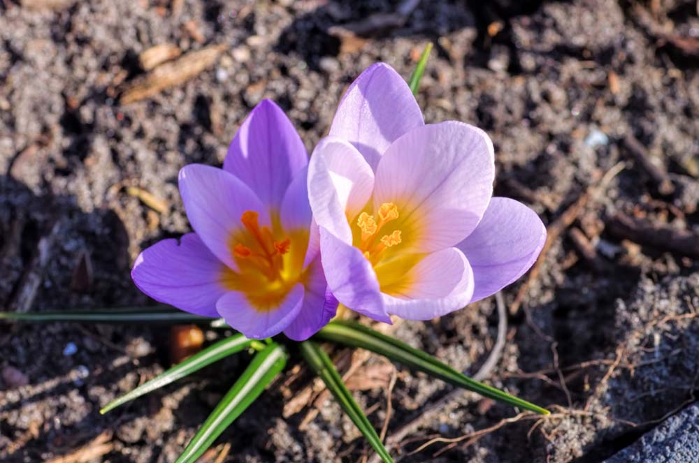 Крокус sieberi firefly фото и описание