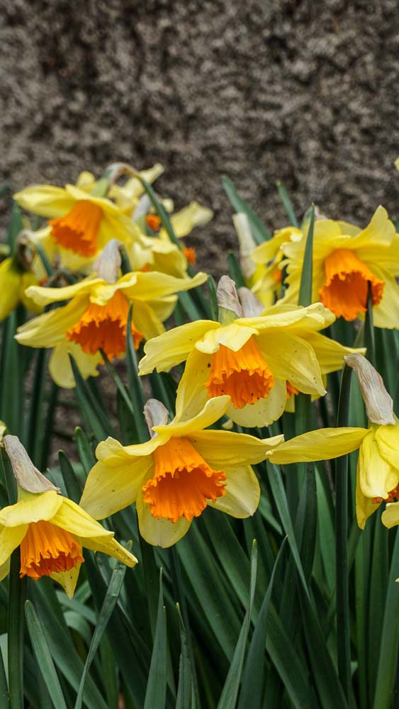 Narcissus 'Fortissimo' - Daffodils 'Fortissimo' - New York Plants HQ