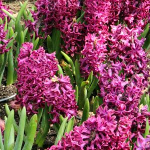 Hyacinthus 'Woodstock' - Hyacinth - bulbs