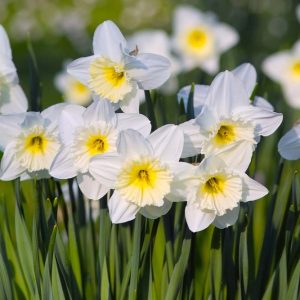 Narcissus 'Ice Follies' - Daffodil 'Ice Follies'