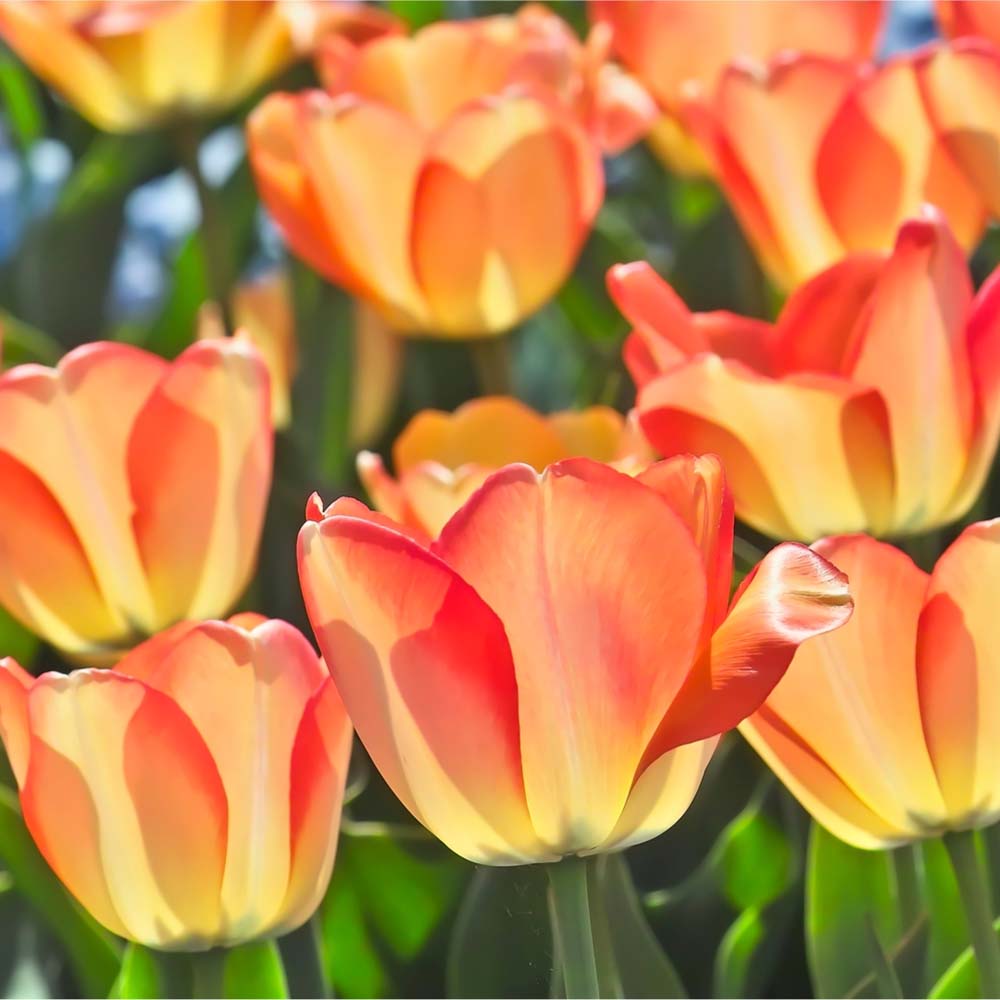 tulipa-american-dream-tulip-american-dream-bulbs-new-york