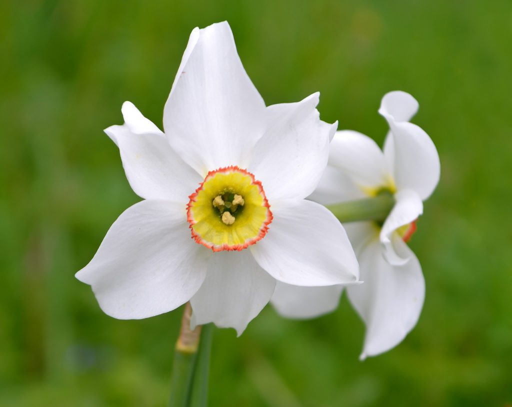 Narcissus 'Poeticus Recurves' - Daffodil 'Poeticus Recurves' - New York ...