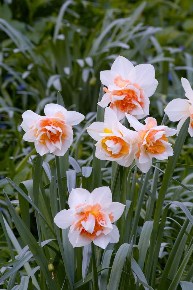 Narcissus ‘Flower Drift’ - Daffodil ‘Flower Drift’ - New York Plants HQ