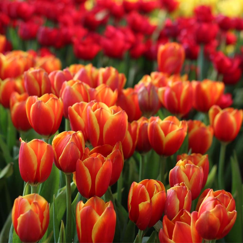 Tulipa 'Apeldoorn Elites' - Tulip 'Apeldoorn Elites' - Bulbs - New York ...