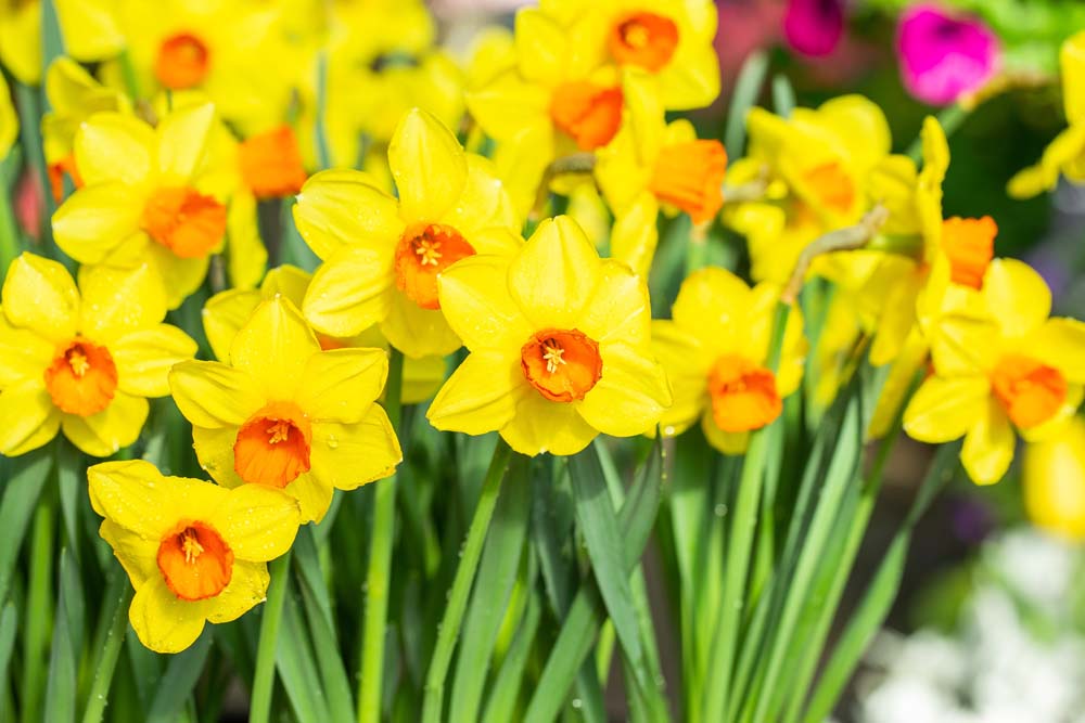Narcissus 'Monal' - Daffodil 'Monal' - New York Plants HQ