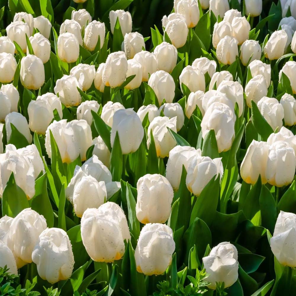 Tulipa 'Ivory Floradale' - Tulip 'Ivory Floradale' - New York Plants HQ