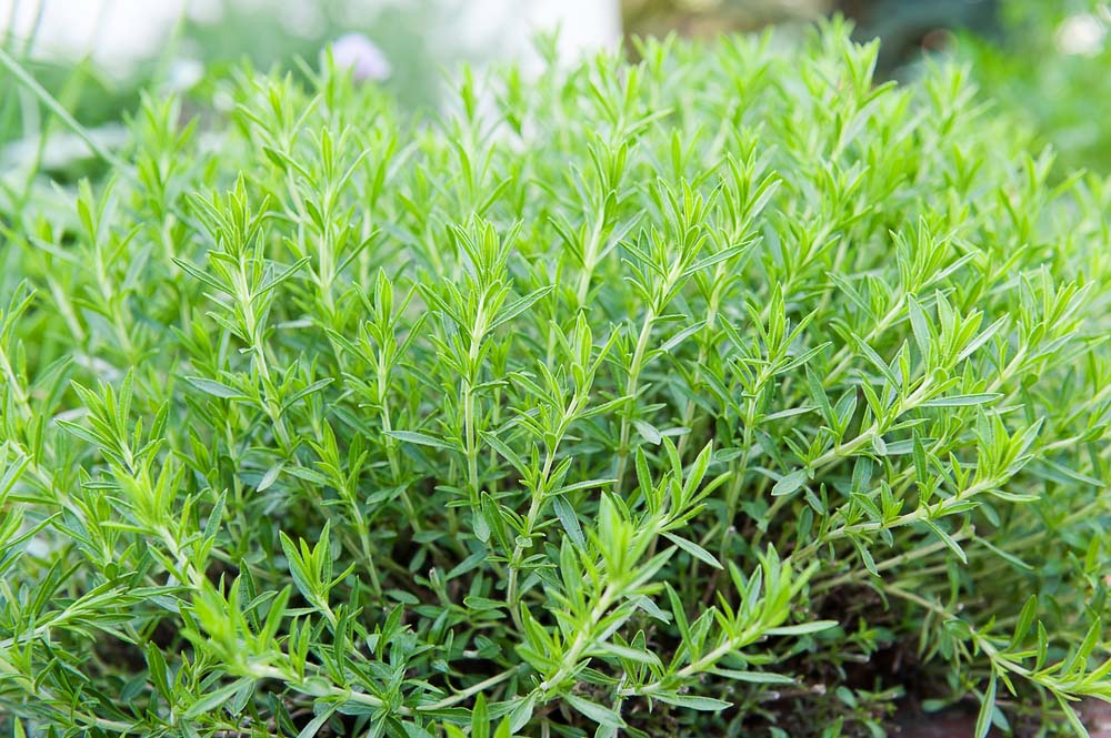 tarragon - herb - New York Plants HQ