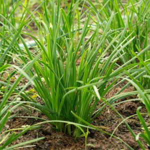 Chives - Allium schoenoprasum - herb