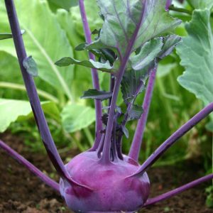 Kohlrabi Purple