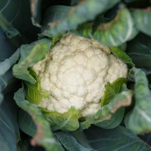 Cauliflower - White hybrid Cauliflower