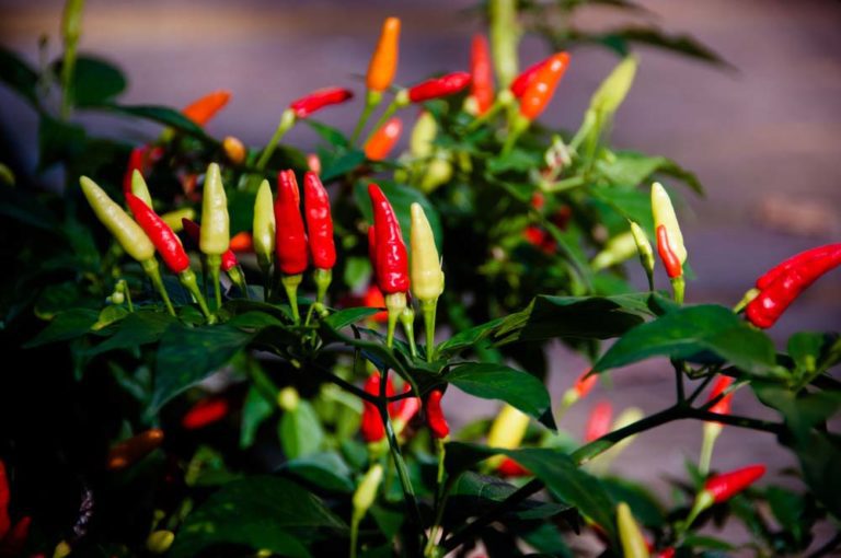Pepper Tabasco Hot Pepper Hot New York Plants HQ