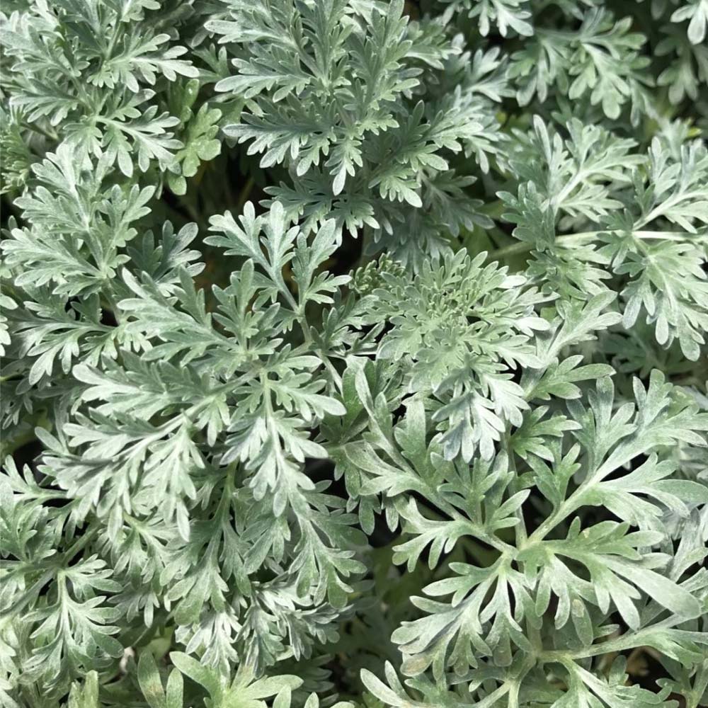 Artemisia 'Powis Castle' - Artemisia arborescens 'Brass Band' - New ...