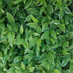 Polygonatum odoratum variegatum -Polygonatum officinale - Fragrant Solomon's Seal